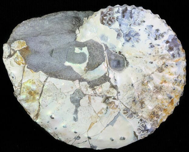 Iridescent Discoscaphites Ammonite - South Dakota #62590